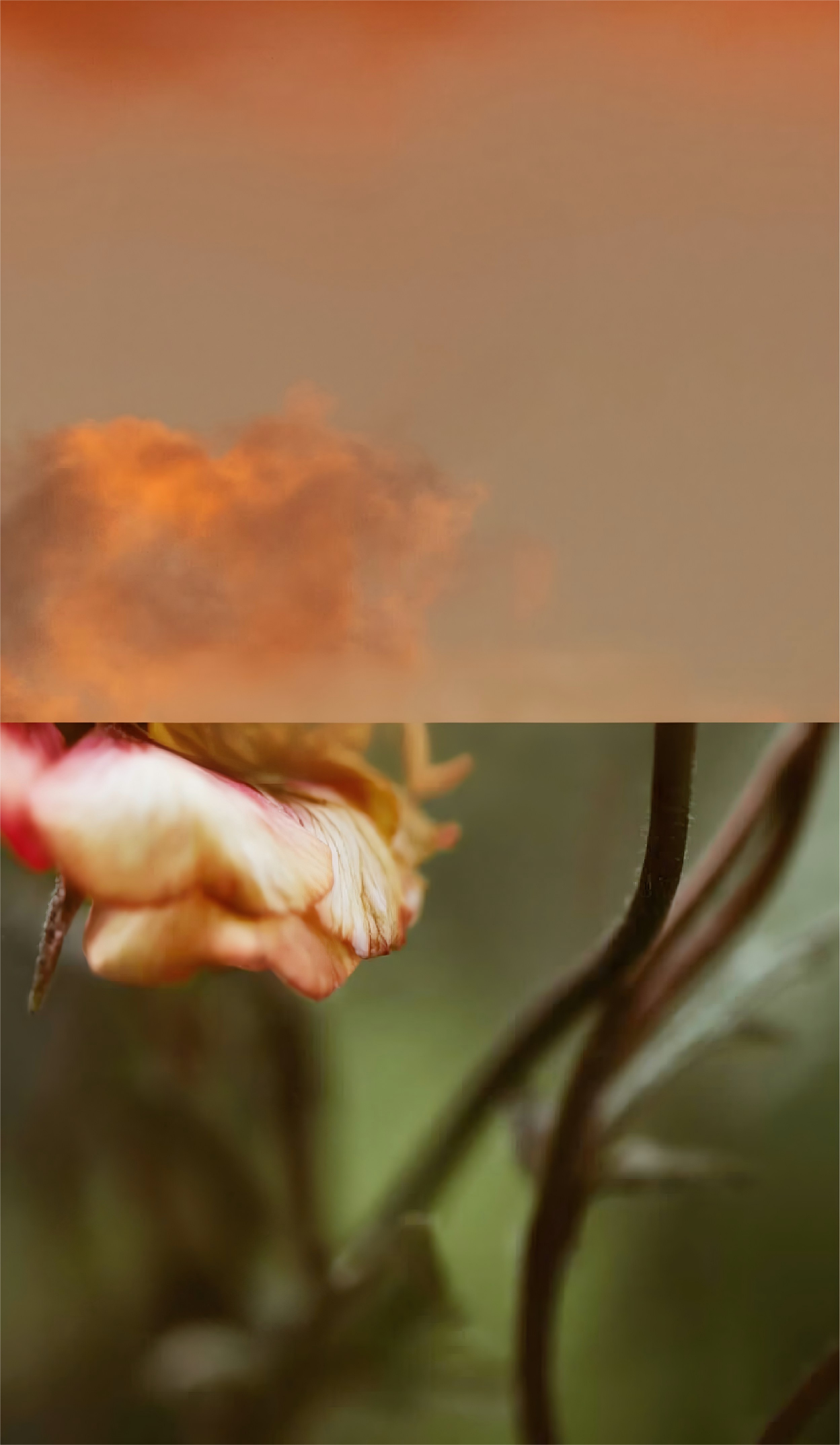 New Look, Same Heart: Meet the Refreshed OFCASA